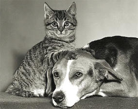 tolerancia Perro y gato