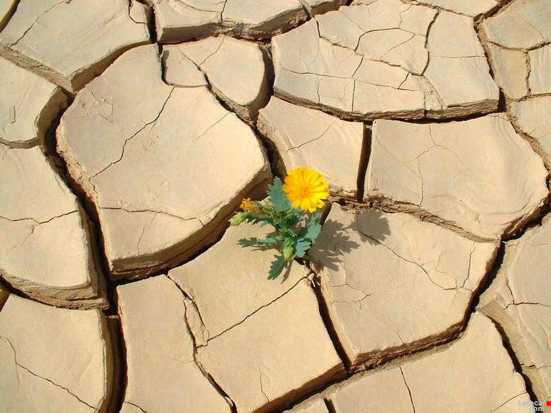 resiliencia