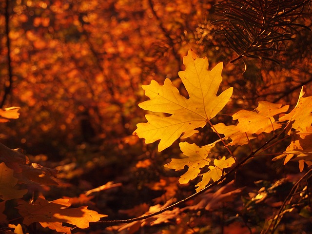 Otoño